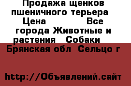 Продажа щенков пшеничного терьера › Цена ­ 30 000 - Все города Животные и растения » Собаки   . Брянская обл.,Сельцо г.